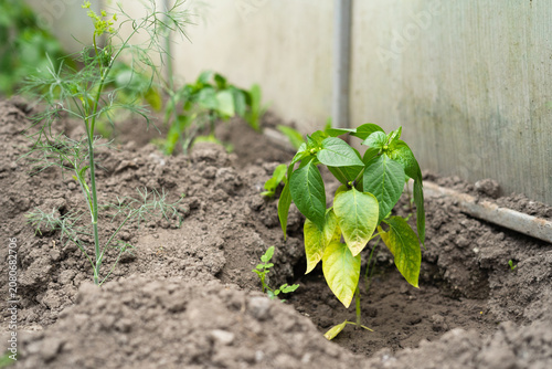Foto Capsicum plant growing in soil inside greenhouse during vegetative stage