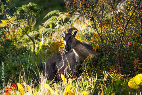 Himalayan Tahr (Hemitragus jemlahicus) in its natural habitat. Sagarmatha national park, Nepal.
