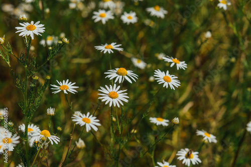 Beautiful White Daisy Flowers Blooming in Meadow on a Sunny Day