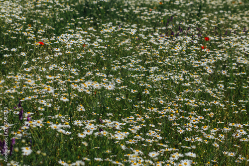 Chamomile Flowers Field Background, Natural Daisy Flower Texture