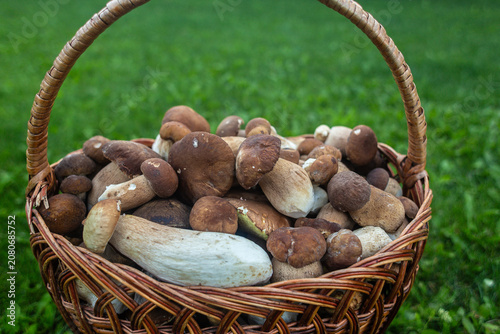 Basket with porcini mushrooms on a beautiful lawn