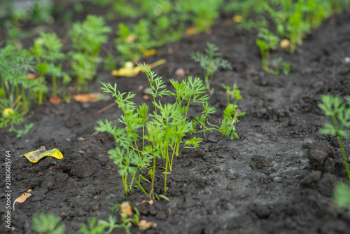 Принти на полотні Carrot sprouts growing in soil on homegrown organic farm