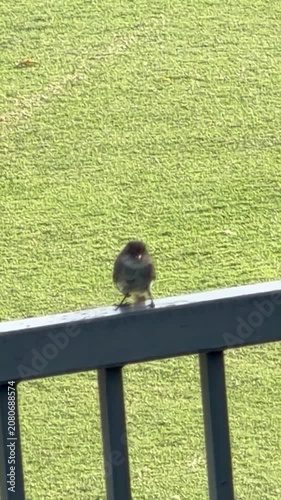 Bird on the fence