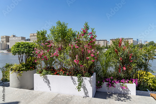 Scenic view of modern city embankment decoration with blooming pink flowers and green shrubs in rectangular pots. Moscow river and buildings on the background