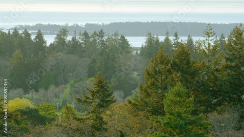 Pacific Northwest green pine forest canopy overlooking ocean water horizon