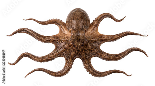 Bild auf Leinwand Large brown octopus with long tentacles and suction cups isolated on transparent background png realistic aquatic