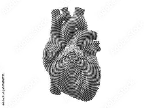 A creative human heart anatomy featuring medical health biology for background spiral line art and halftone design projects.
