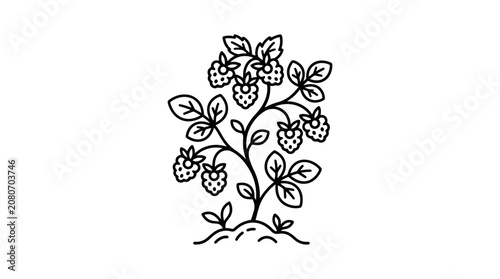 Detailed black and white hand drawn raspberry bush illustration