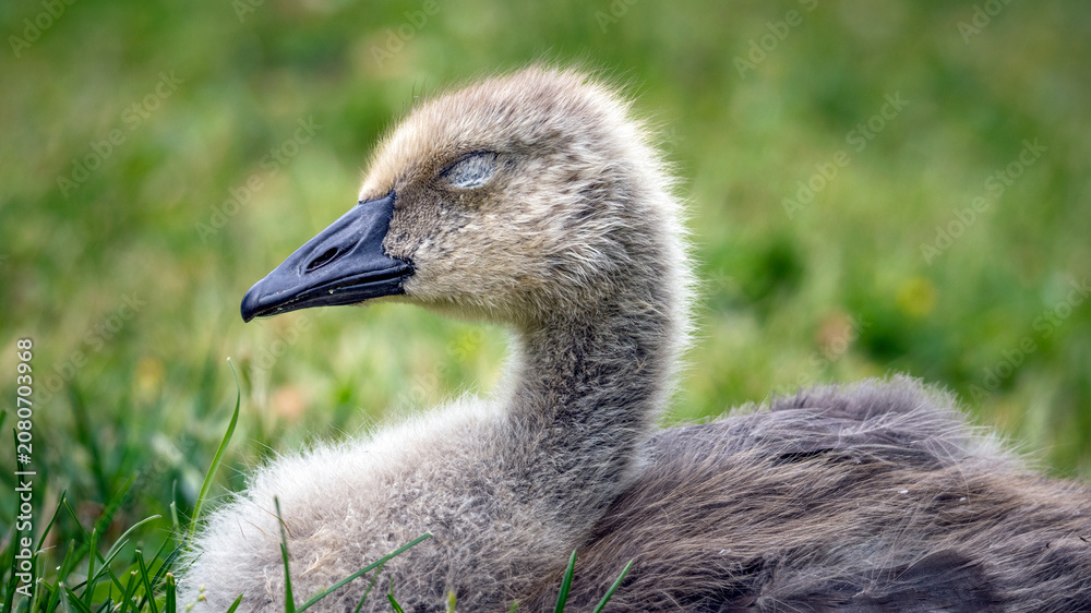 Fototapeta premium Canada Goose Gosling