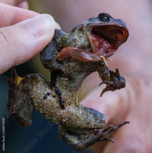cadavre de grenouille verte langue pendante