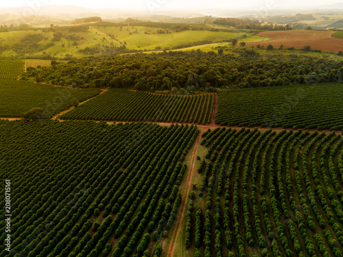 Fazenda de Café vista panorâmica aérea no pôr-do-sol
