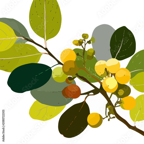 Loquat branch with fruits and green leaves vector illustration