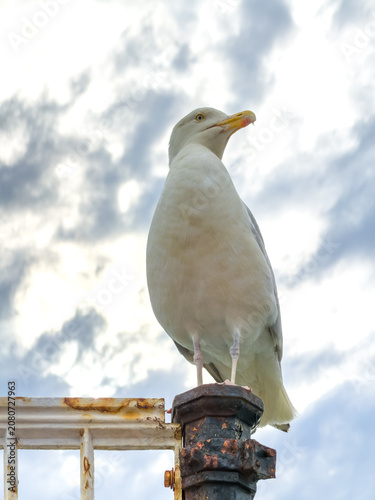 seagull in Brighton, famous beach town in South of England