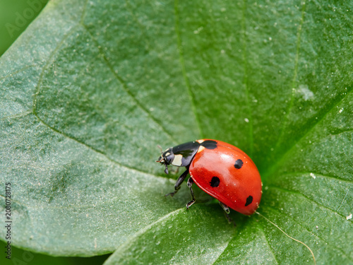 Seven-Spotted Ladybug (Coccinella septempunctata)