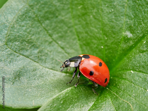 Seven-Spotted Ladybug (Coccinella septempunctata)