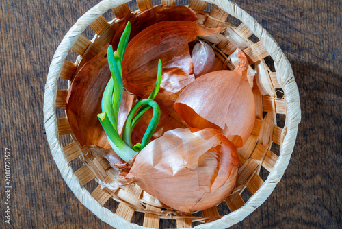 Top view of sprouting onion bulb with fresh green scallion leeks and dry golden skin textures in woven basket on wooden table, closeup. Conceptual image for farming growth or organic food cooking