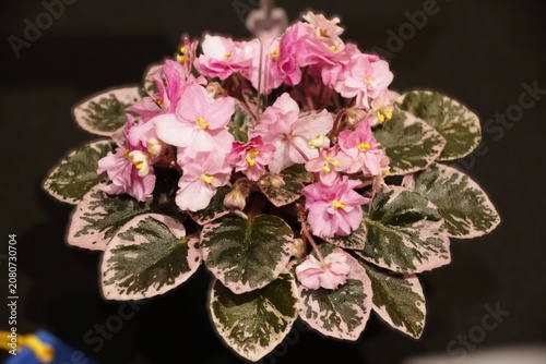 African violet Jazz Bouquet with numerous pink-lavender flowers and dark green leaves featuring light cream variegation