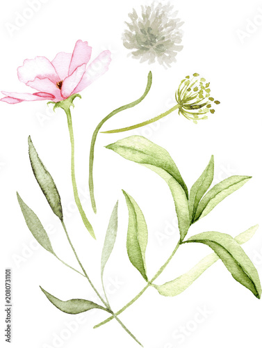 Minimal Watercolor Cosmos Botanical Bouquet Design