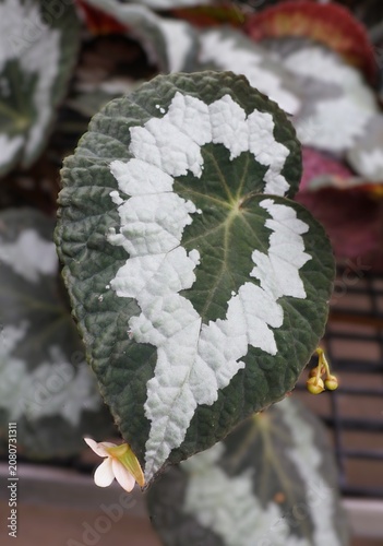 Begonia rex toyama BG leaf with silvery spiral band, dark green base, textured surface, and small pale pink flower at lower edge.