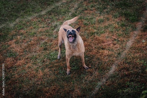 Foto Malinois dog displaying aggressive behavior and barking
