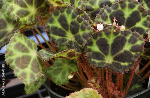 Begonia robii with green surface and dark cross-shaped marking, hairy stems, and bold geometric patterning
