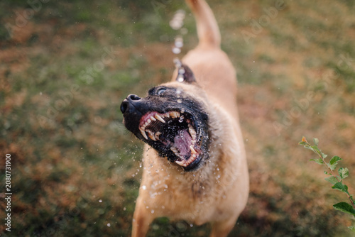 Photos Dog barking and growling with water splashing