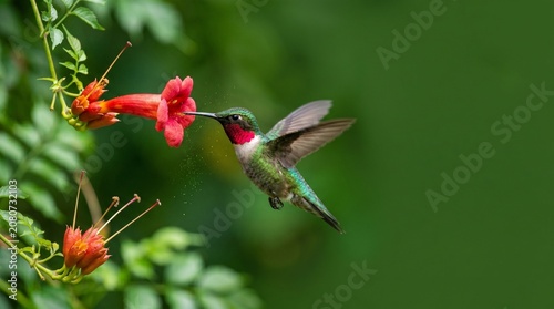 Quadro su tela Small vibrant ruby throated hummingbird hovering in mid air while feeding on red trumpet vine flower during sunny day in lush garden with soft green natural blur