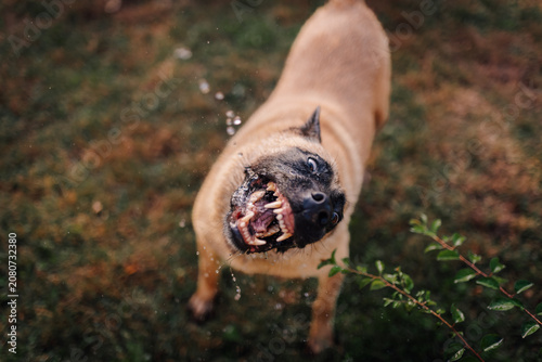 Tableau sur toile Aggressive dog barking with snarl showing teeth