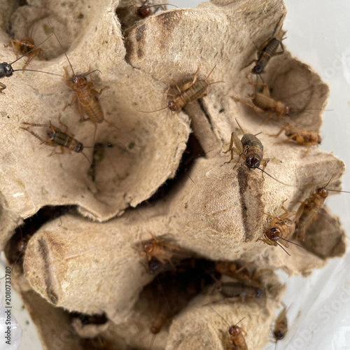 Crickets in Cardboard Egg Carton Offering Prime Live Fishing Bait for Anglers