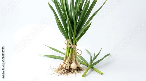 Close up of a healthy potted Dracaena plant.