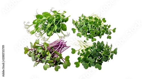 Fresh green herbs and purple basil bouquet arrangement.