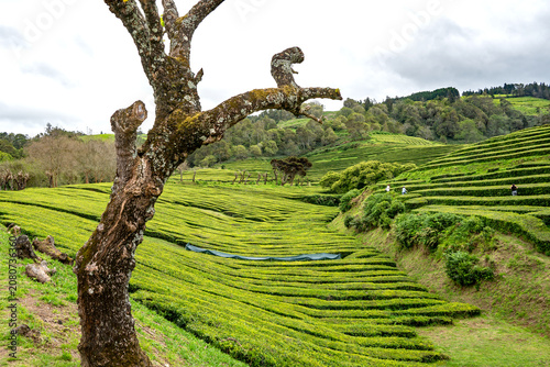 Teeplantage Cha Goreana auf Sao Miguel
