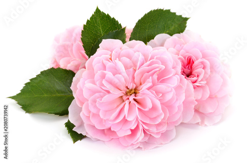 Beautiful pink tea roses with green leaves isolated on white background