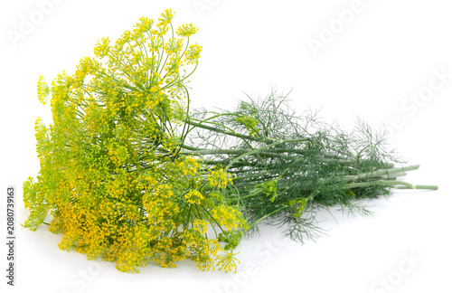 Bunch of fresh blooming dill isolated on white background