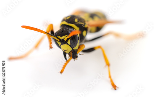 Macro portrait of a yellow jacket wasp isolated on white background