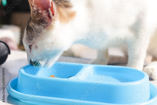 фотографія Cat eating in a blue container