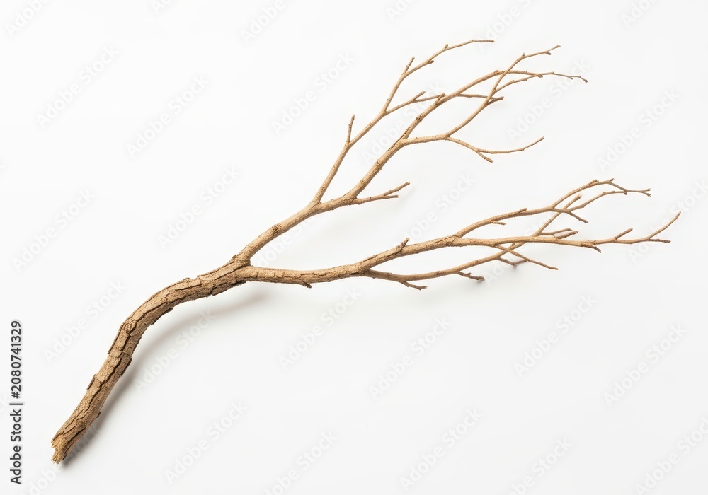 Fototapeta premium Dry Tree Branch Isolated on White Background, Natural Wooden Twig for Design Elements and Nature Concepts