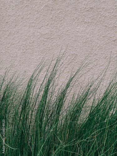 Ornamental plants to cool the house