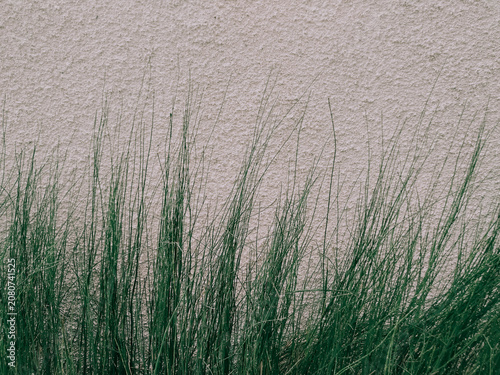Ornamental plants to cool the house