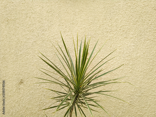 Ornamental plants to cool the house