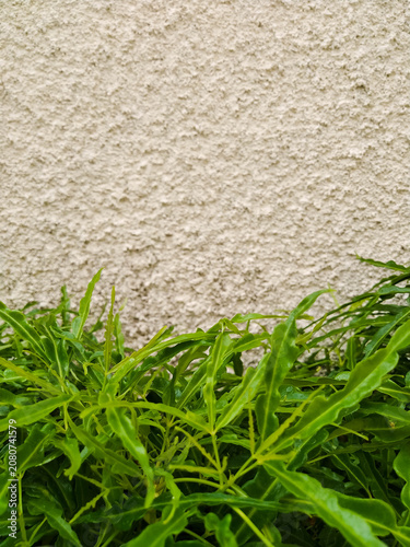 Ornamental plants to cool the house