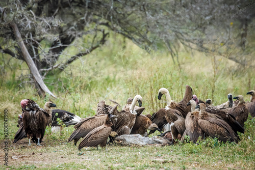 Cuadro en lienzo White backed Vulture group scavenging on a carcass in Greater Kruger National pa