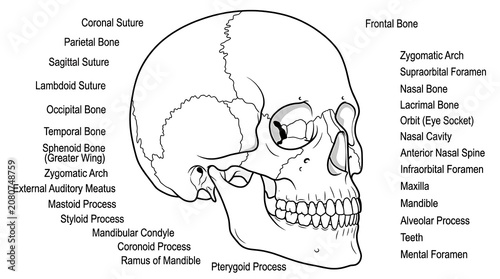 Detailed anatomical diagram of human skull bones.
