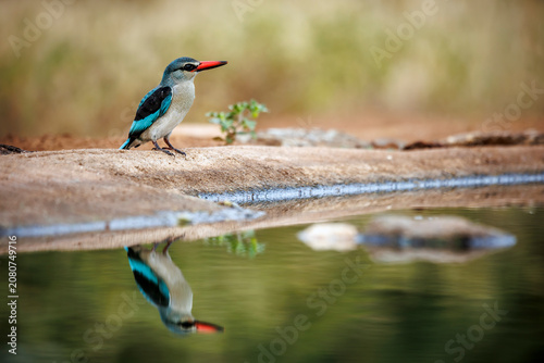 Картината върху платно Woodland kingfisher standing along waterhole with reflection in Greater Kruger N