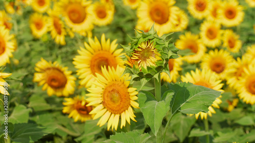 yellow sunflower field