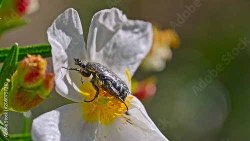 bug on a flower