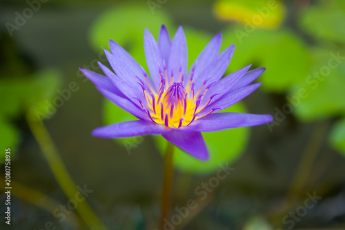 Cuadro en lienzo Closeup purple lotus flower in pound at the garden