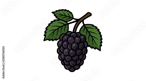 Fresh black grapes with green leaves on white background.