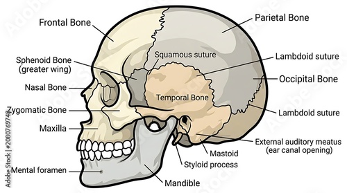 Detailed anatomical diagram of human skull bones.