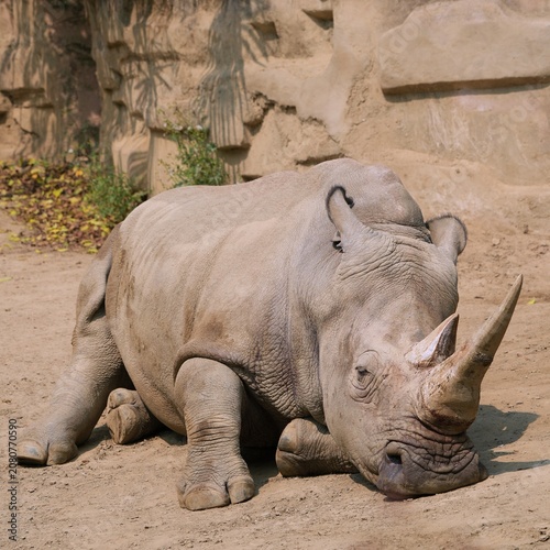 portrait of rhino in the natural habitat, white rhinoceros relaxing routine in the afternoon